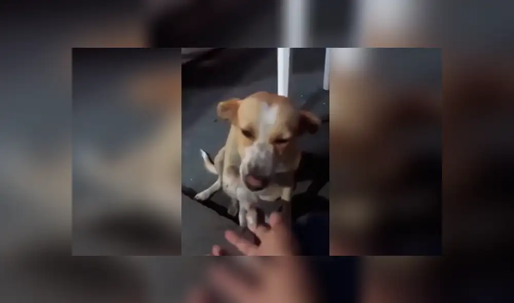 Desliza las imágenes hacia la izquierda para apreciar la conmovedora acción de un perro al recibir ayuda. Desliza las imágenes hacia la izquierda para apreciar la conmovedora acción de un perro al recibir ayuda.