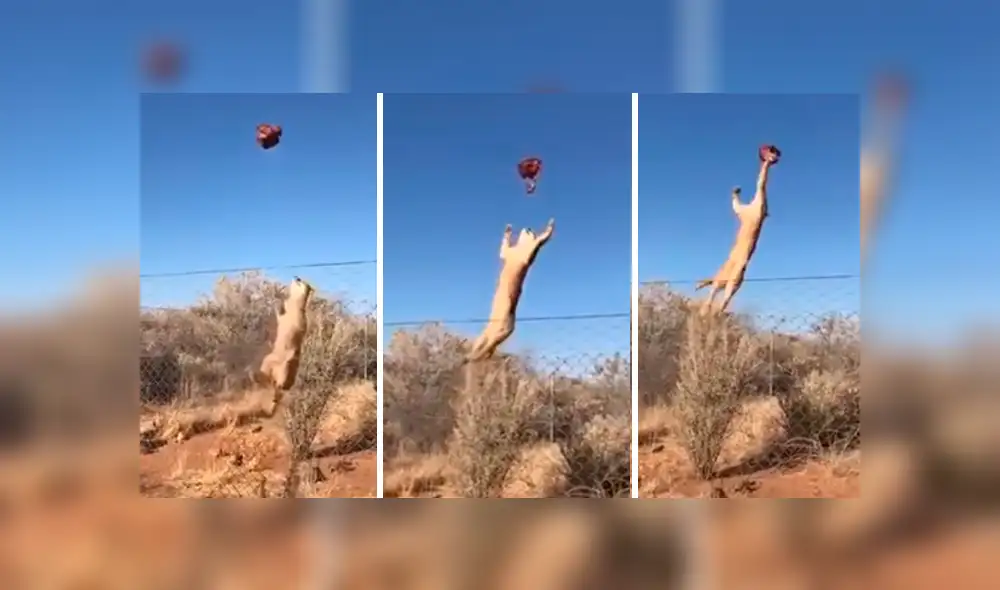 El felino se ayudó de las rejas para dar un salto de más de dos metros de alto. Foto: captura