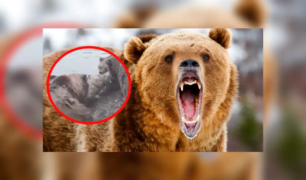 YouTube viral: osos pardos atacan y devoran a un lobo en pleno zoológico [VIDEO]