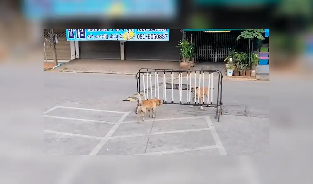 Vía Facebook: perros callejeros tienen feroz enfrentamiento pero causan risas por un detalle [VIDEO]