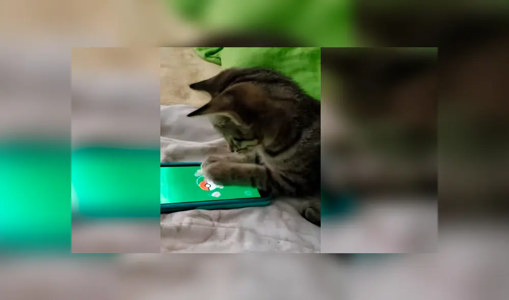 Video es viral en Facebook. Gato aprovechó la ausencia de su dueño para apropiarse de su celular y demostrar su gran destreza jugando Pokémon Go