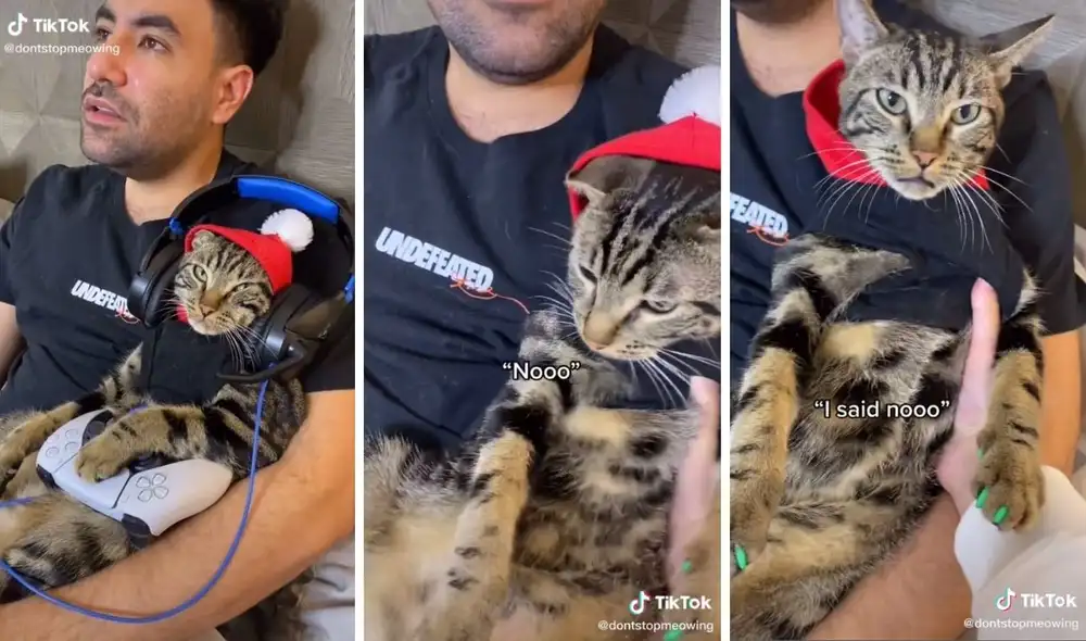 Su dueña quedó desconcertada al verlo "jugar videojuegos". Foto: captura de TikTok. Su dueña quedó desconcertada al verlo "jugar videojuegos". Foto: captura de TikTok.