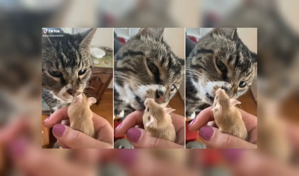 Desliza las imágenes para ver más sobre la increíble reacción del felino al conocer a su nuevo 'amigo'. (Foto: captura)