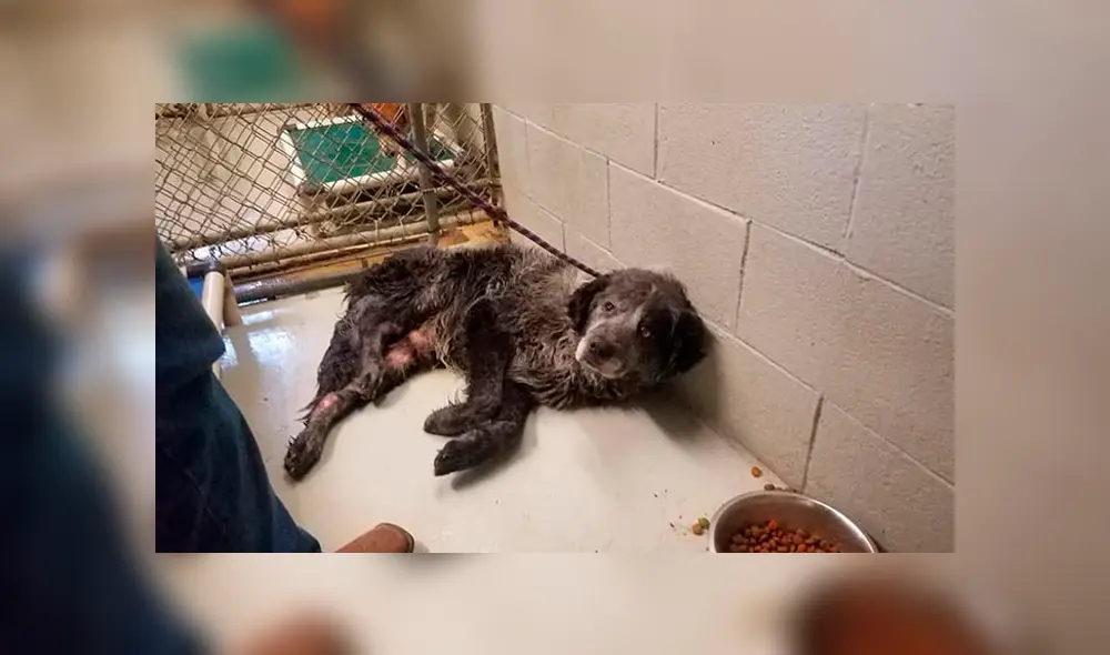 Desliza para ver el nuevo aspecto de este perro que conmovió a todos en Facebook. Foto: Captura. Desliza para ver el nuevo aspecto de este perro que conmovió a todos en Facebook. Foto: Captura.