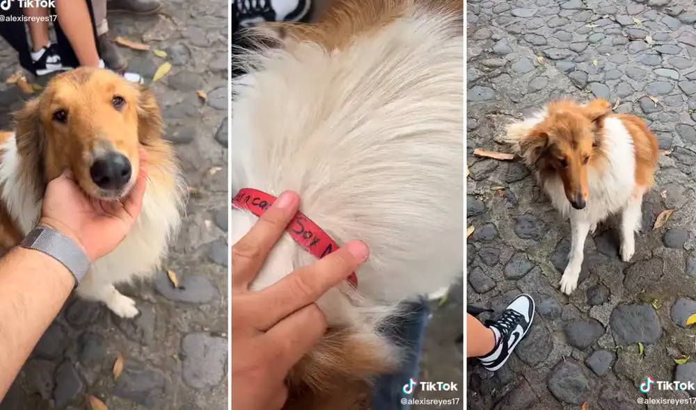 El clip ya ha superado el millón de reproducciones. Foto: composición LR/captura de TikTok/@Alexisreyes17