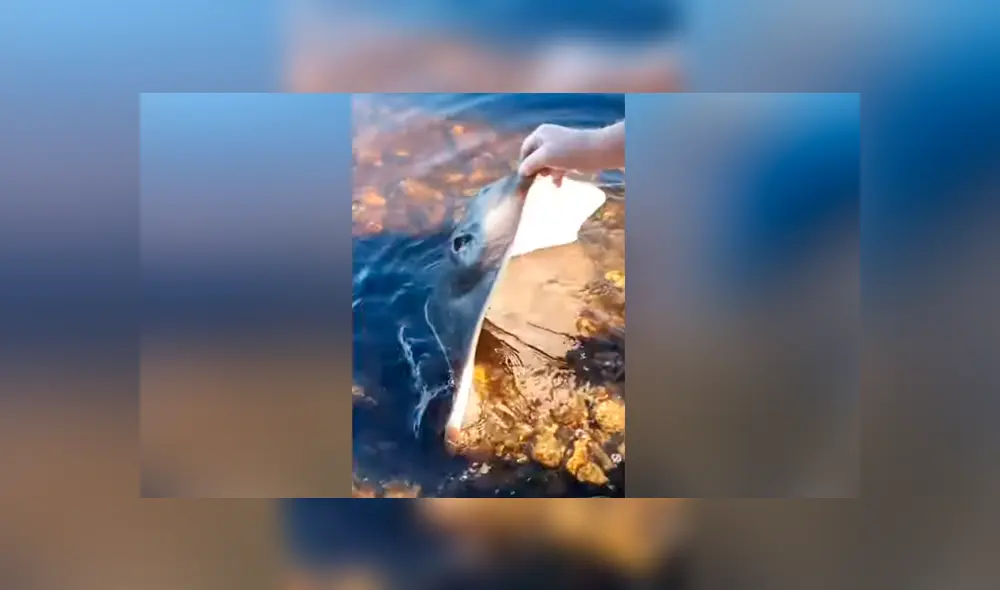 Facebook viral: ve una criatura venenosa varada en playa, la alimenta y sucede lo inesperado [VIDEO] 