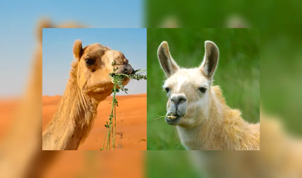 Desliza para ver el aspecto del 'Cama' que enamoró a miles en YouTube. Foto: Captura. Desliza para ver el aspecto del 'Cama' que enamoró a miles en YouTube. Foto: Captura.