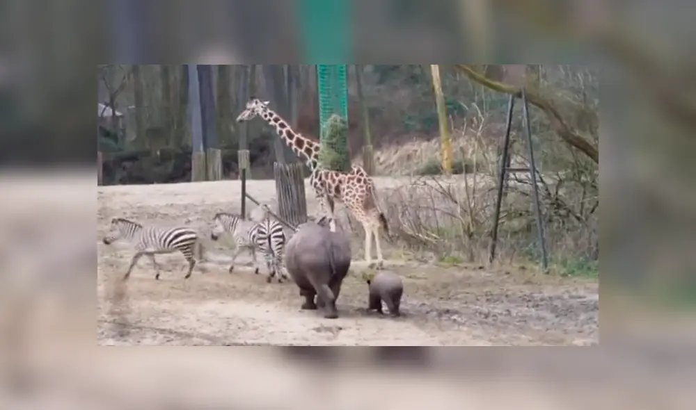 Desliza las imágenes para observar la tierna conducta de un rinoceronte cuando se encuentra por primera vez con otros animales. Desliza las imágenes para observar la tierna conducta de un rinoceronte cuando se encuentra por primera vez con otros animales.