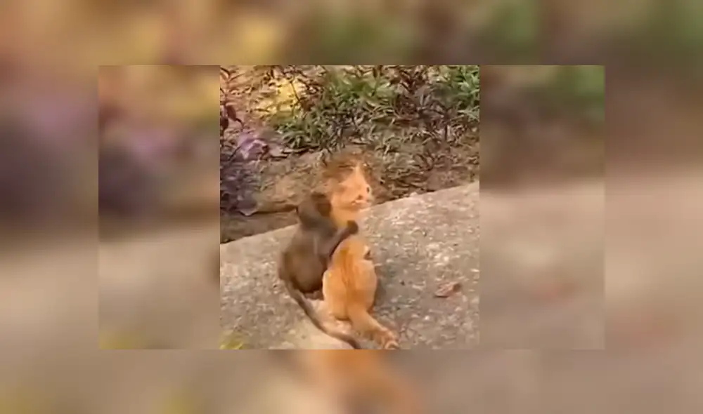 En Facebook, un chico estaba preocupado al no encontrar a su gato y se llevó tremenda sorpresa. En Facebook, un chico estaba preocupado al no encontrar a su gato y se llevó tremenda sorpresa.