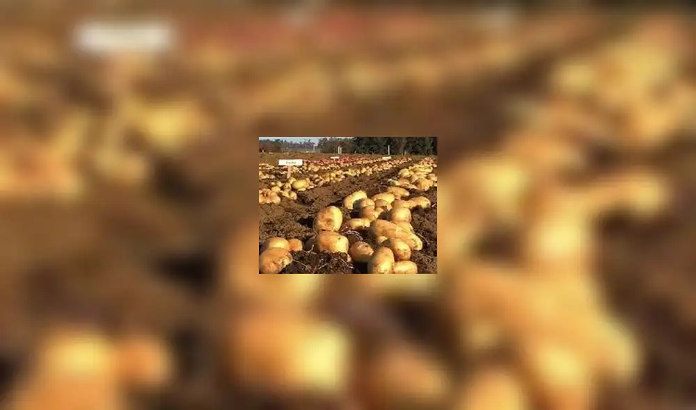 Agricultores piden subsidio para siembra en altura