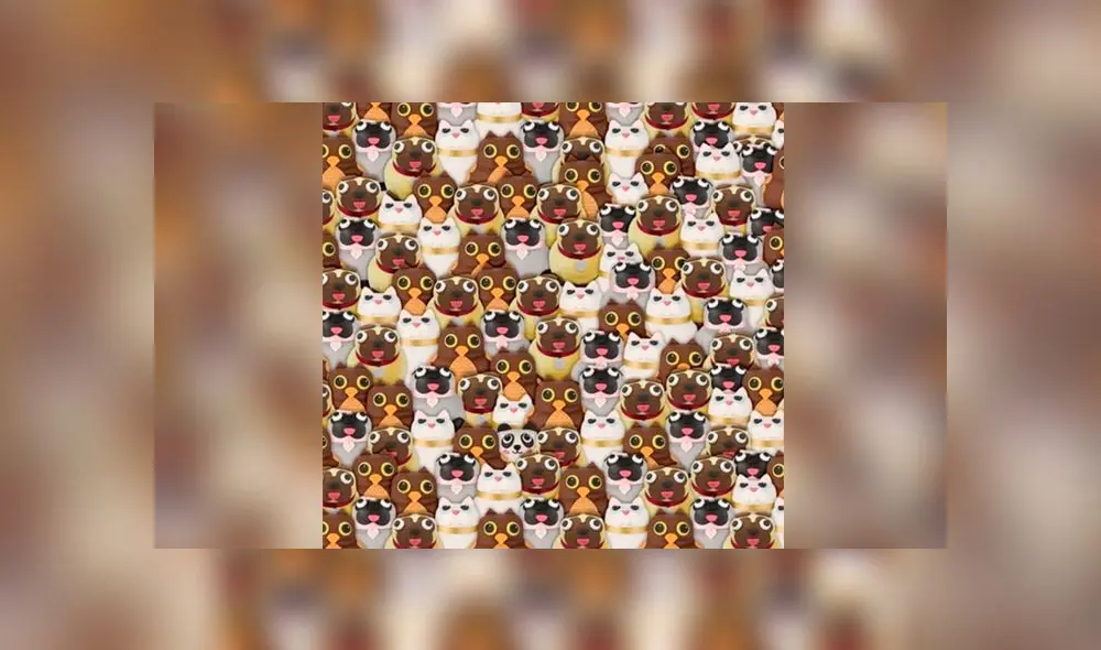 Desliza las imágenes para ver la ubicación del travieso osito panda que se escondió entre varios animales. Fuente: Facebook