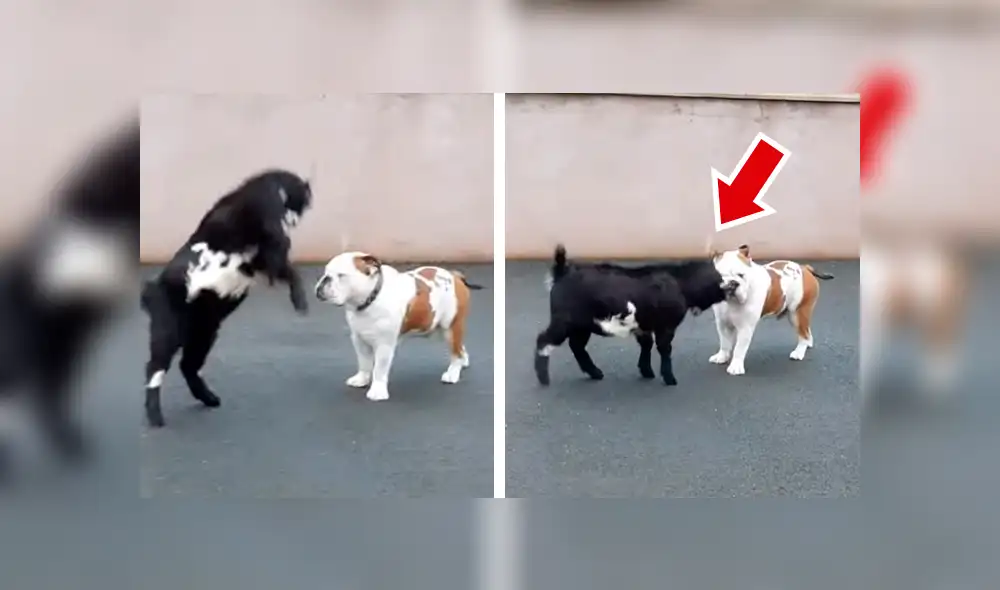 Facebook viral: Cabra bebé se arma de valor y se enfrenta a perro furioso, desenlace sorprende [VIDEO] 