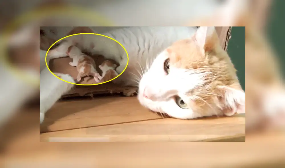 Facebook: gata ve a su cría que nació con dos cabezas y reacciona así [VIDEO]