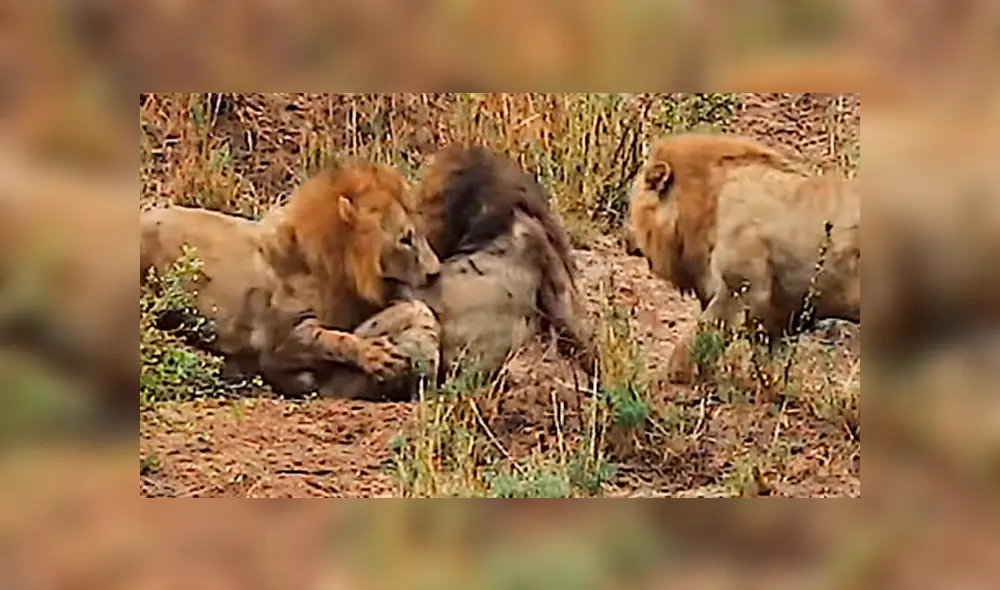 El león de melena más oscura intentó volver a tener su territorio, pero para hacerlo debía enfrentar a sus viejos adversarios. Foto: captura El león de melena más oscura intentó volver a tener su territorio, pero para hacerlo debía enfrentar a sus viejos adversarios. Foto: captura