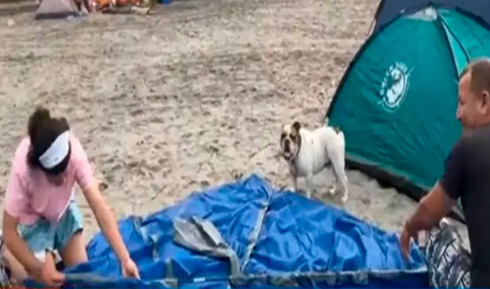 Mientras sus dueños terminaban de poner las carpas, el animal se mantuvo en actitud vigilante y hasta los interrumpía en sus labores. Foto: captura de Canal N