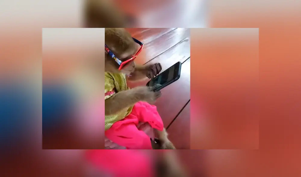 Facebook viral: chica pierde su celular y lo encuentra en manos de su travieso mono [VIDEO] 