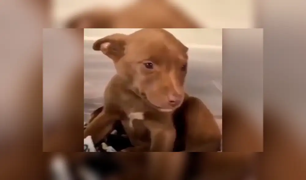 Vía Facebook: tierno cachorro 'sonrie' al saber que será adoptado y tendrá nueva familia [VIDEO] 