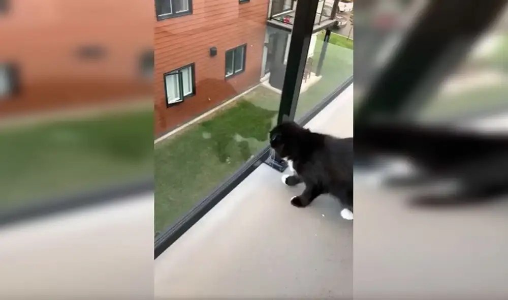 Desliza las imágenes para apreciar la amorosa acción de un gato para volver a encontrarse con su ‘amigo’. Foto: Captura de Facebook