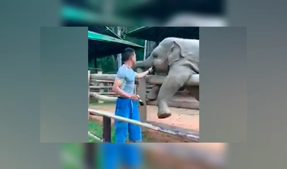 Desliza a la izquierda para ver más fotos de este tierno elefante bebé. (Foto: captura)
