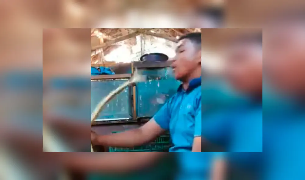 Osado joven quiso demostrar su valentía frente a la peligrosa serpiente, pero terminó protagonizando una espeluznante escena que aterro a miles Osado joven quiso demostrar su valentía frente a la peligrosa serpiente, pero terminó protagonizando una espeluznante escena que aterro a miles