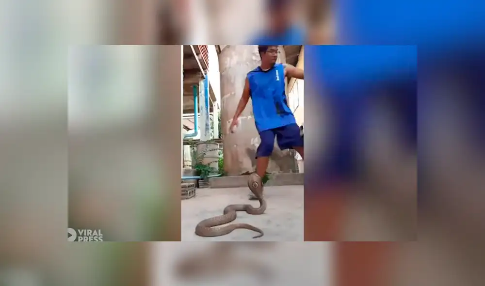 Desliza hacia la izquierda para ver el inusual baile que hizo el hombre para hipnotizar a una serpiente. Video viral de YouTube. Desliza hacia la izquierda para ver el inusual baile que hizo el hombre para hipnotizar a una serpiente. Video viral de YouTube.