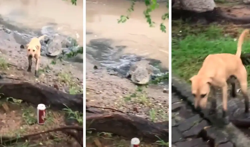 Tras percatarse que el reptil estaba detrás de un can, un joven y su hermano lo llamaron de forma desesperada para que saliera de esa zona. Foto: composición LR/TikTok/@gerjica