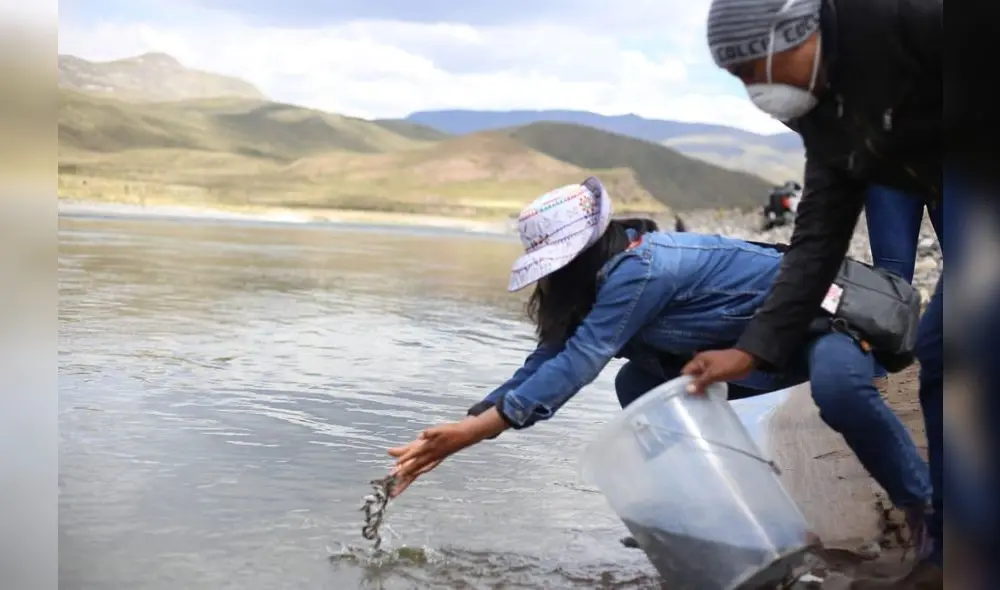 Truchas fueron sembradas en el Río Colca. Truchas fueron sembradas en el Río Colca.