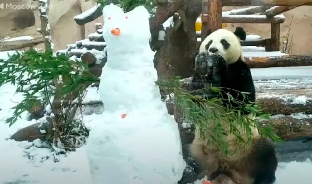 Desliza las imágenes para ver la divertida pelea del oso con el muñeco de nieve. Foto: captura de Facebook Desliza las imágenes para ver la divertida pelea del oso con el muñeco de nieve. Foto: captura de Facebook