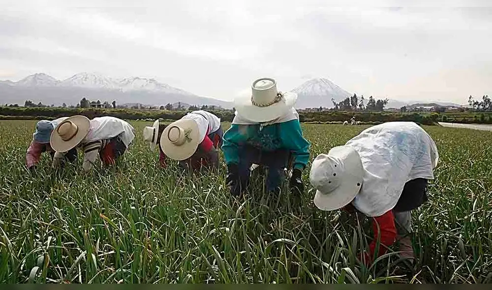 AGRICULTURA EN EL DISTRITO DE TIABAYA AGRICULTURA EN EL DISTRITO DE TIABAYA