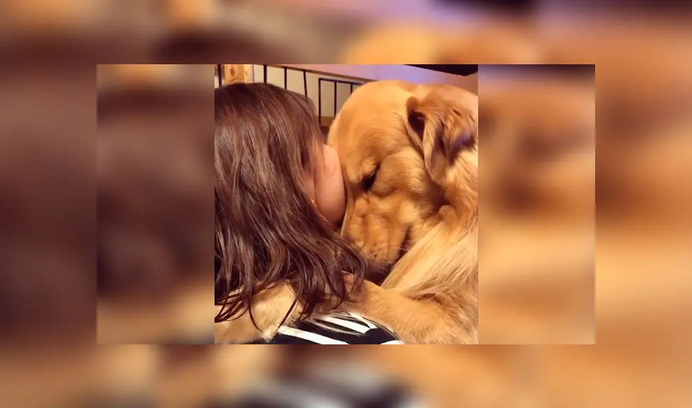 Desliza las imágenes para ver la dramática escena que protagonizó un perro al reencontrarse con su dueña. Foto: Woof Woof Desliza las imágenes para ver la dramática escena que protagonizó un perro al reencontrarse con su dueña. Foto: Woof Woof