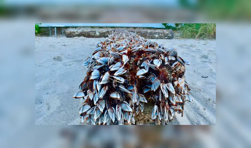 Facebook Viral: enorme cruz llega a playa de EE.UU. y miles piensan que es una señal divina [VIDEO]