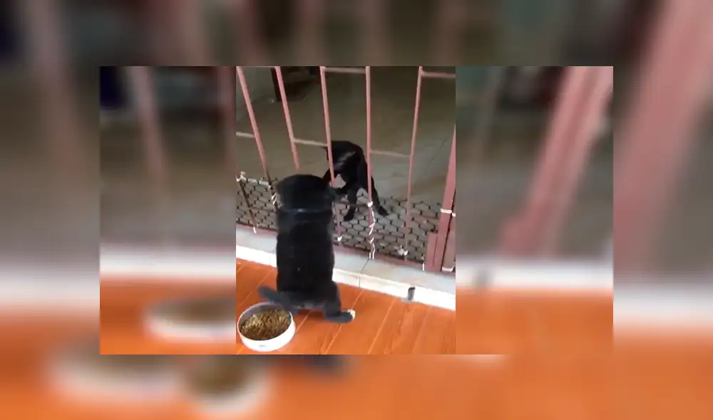 Facebook viral: travieso perro intenta cruzar reja y gato hace esto por ayudarlo [VIDEO]