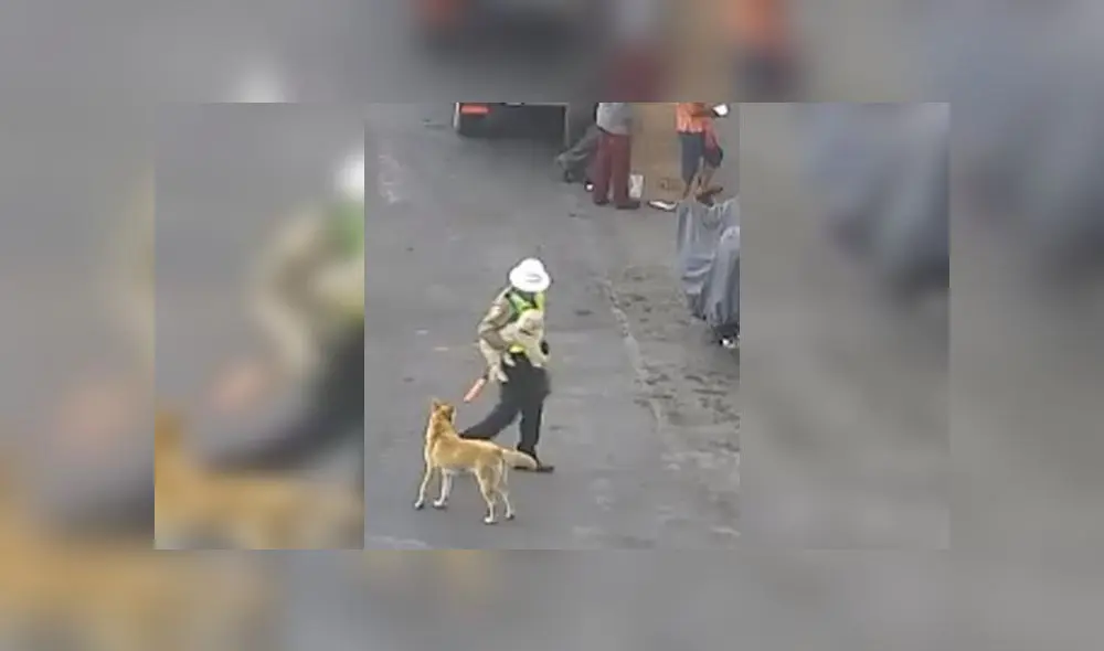 PNP-Perritos PNP-Perritos