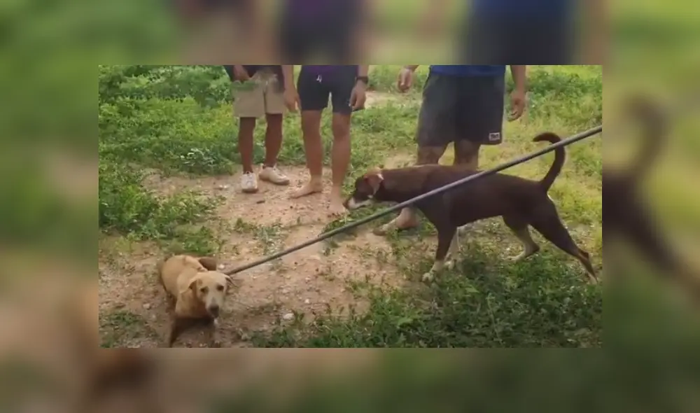 Desliza hacia la izquierda para ver más del video viral. Fotocaptura: YouTube
