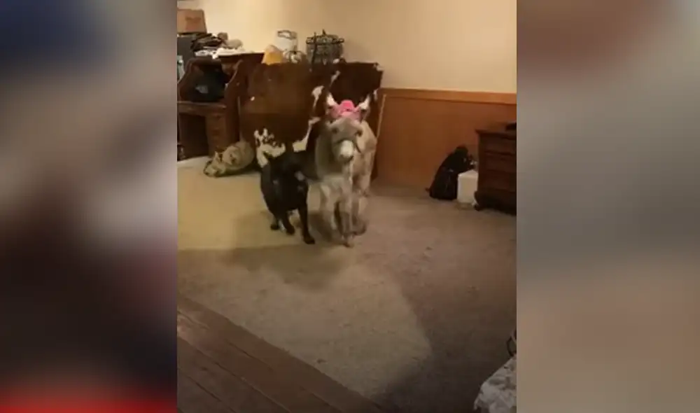 Desliza hacia la izquierda para ver las imágenes del video viral. Foto: captura de YouTube. Desliza hacia la izquierda para ver las imágenes del video viral. Foto: captura de YouTube.