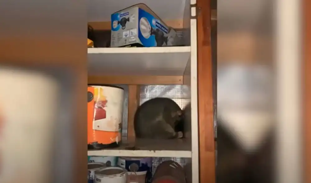 Desliza las imágenes para conocer el noble gesto de una mujer al bridarle un hogar a una zarigüeya. Foto: Videlo Desliza las imágenes para conocer el noble gesto de una mujer al bridarle un hogar a una zarigüeya. Foto: Videlo