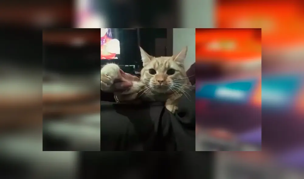 Desliza las imágenes hacia la izquierda para apreciar la actuación de los traviesos gatos con la canción de Pimpinela.