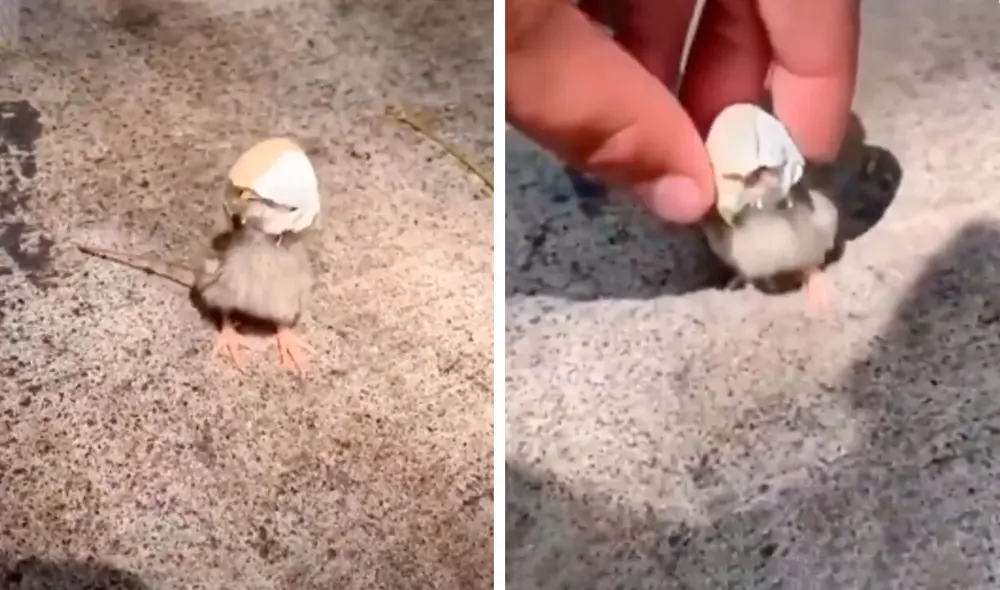 Desliza las imágenes para apreciar la noble acción de un hombre al toparse con un pollito en la calle. Foto: Captura de TikTok.