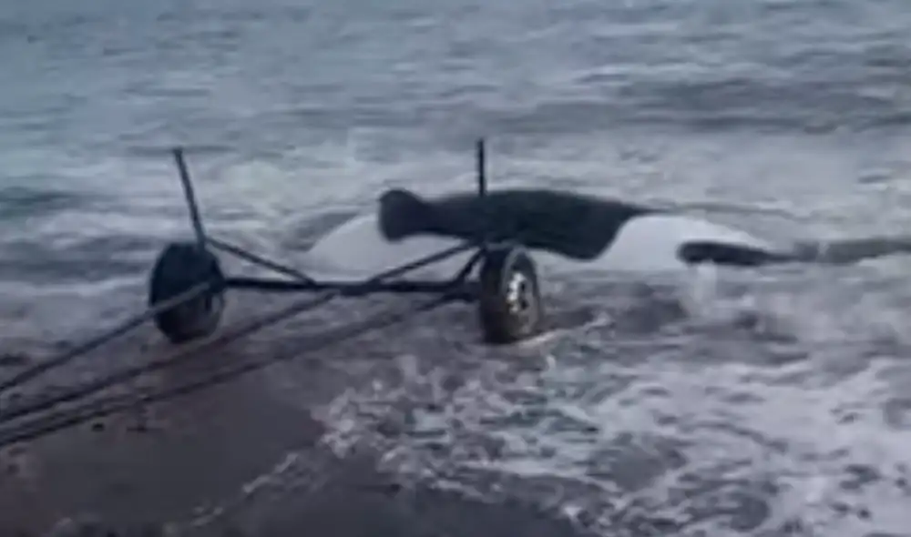 La orca pudo volver a la seguridad del océano por su cuenta. Foto: MagadanMedia / YouTube