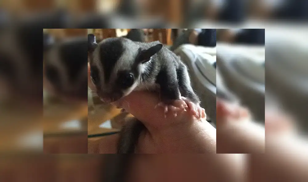 En Facebook, la joven encontró al pequeño animal en la calle con pocas probabilidades de sobrevivir y solo pesaba 4 gramos.