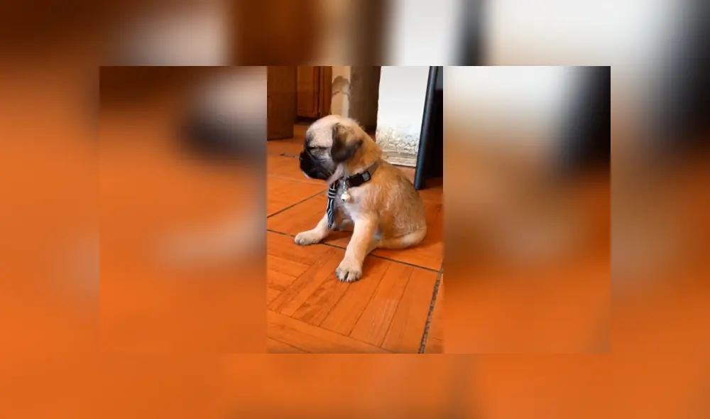 Desliza las imágenes hacia la izquierda para conocer la verdadera raza de un perro que adoptó una joven. Desliza las imágenes hacia la izquierda para conocer la verdadera raza de un perro que adoptó una joven.