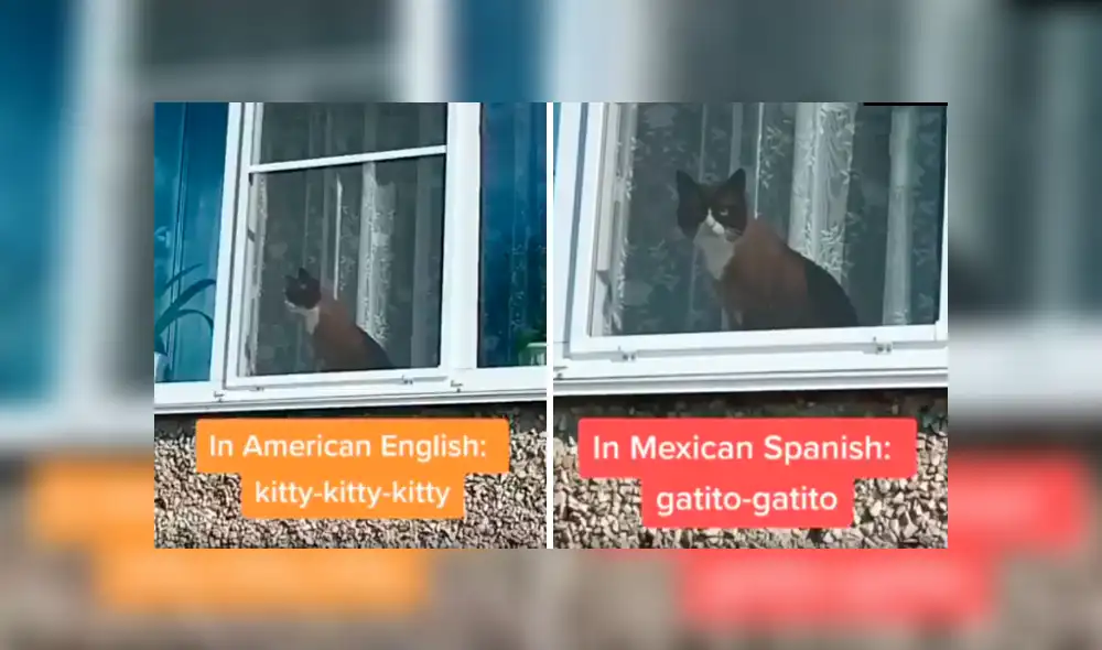 Desliza las imágenes para conocer la reacción de un gato cuando un joven le habla en varios idiomas. Foto: Captura.