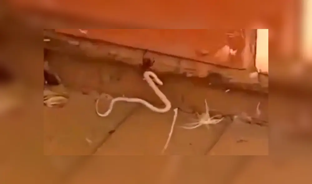 Desliza pata ver todas las imágenes de Facebook. Foto: captura. Desliza pata ver todas las imágenes de Facebook. Foto: captura.