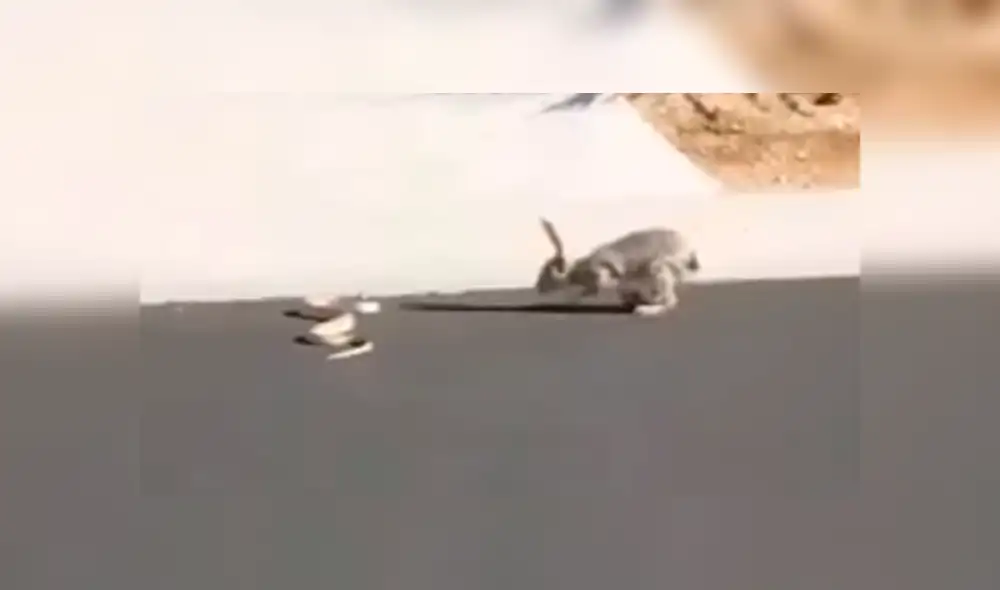 YouTube: Insólita batalla entre conejo y serpiente termina de forma inesperada