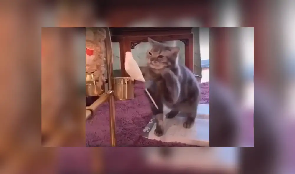 Desliza a la izquierda para conocer el nuevo viral de YouTube. Foto: Captura. Desliza a la izquierda para conocer el nuevo viral de YouTube. Foto: Captura.