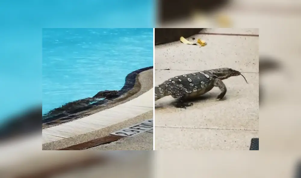 A través de YouTube se ha vuelto viral el momento en que un enorme lagarto invade un hotel.