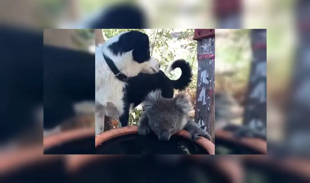 Captan conmovedor momento en el que perro y koala comparten agua durante sequía [VIDEO]