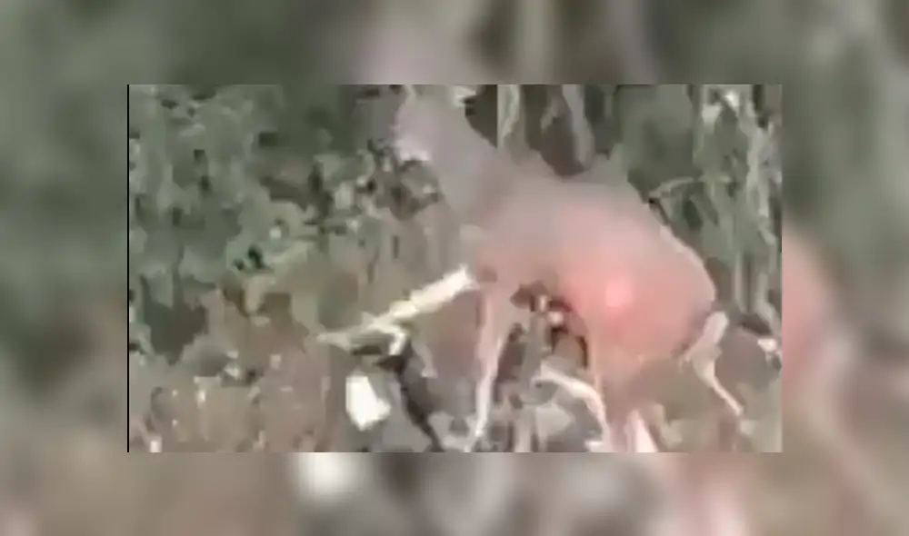 Facebook viral: graban a venado dando paliza a cazador que intentó matarlo [VIDEO]