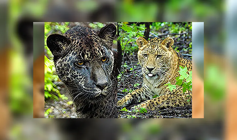 Desliza para ver cómo luce el jaglión que sorprendió a todos en YouTube. Foto: Captura. Desliza para ver cómo luce el jaglión que sorprendió a todos en YouTube. Foto: Captura.