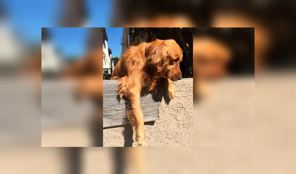 Facebook: conoce la triste historia del perro que lanza su juguete fuera de casa todos los días